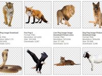 【動物圖案】144種動物圖案png下載，而且都已經幫你去背好了