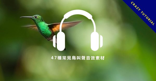 【鳥叫聲音效】47種常見鳥叫聲音效素材、麻雀、烏鴉、杜鵑、鴨子聲音