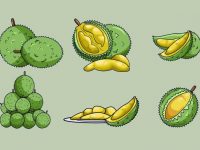 【榴槤圖片】38套 Illustrator 榴槤圖案下載，榴槤素材推薦款
