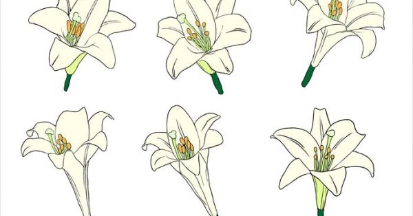 【百合花圖片】34套 Illustrator 百合花圖案下載，百合花圖騰推薦款