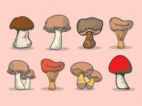 【香菇圖片】55套 Illustrator 香菇圖案下載，香菇插畫推薦款