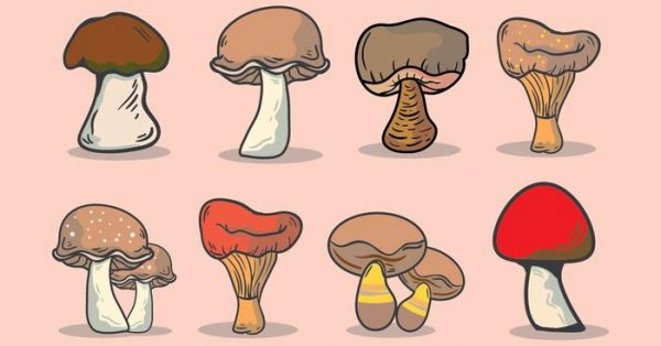 【香菇圖片】55套 Illustrator 香菇圖案下載,香菇插畫推薦款 【香菇圖片】55套 Illustrator 香菇圖案下載,香菇插畫推薦款