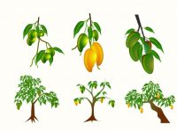 【芒果圖片】31套 Illustrator 芒果圖案下載，芒果卡通圖推薦款