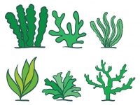 【水草卡通圖】39套 Illustrator 水草圖片下載，水草素材推薦款