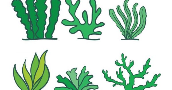 【水草卡通圖】39套 Illustrator 水草圖片下載,水草素材推薦款 【水草卡通圖】39套 Illustrator 水草圖片下載,水草素材推薦款