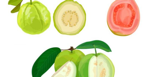 【芭樂圖案】38款Illustrator AI芭樂圖片素材下載,可愛芭樂圖推薦 【芭樂圖案】38款Illustrator AI芭樂圖片素材下載,可愛芭樂圖推薦