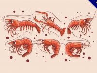 【蝦子卡通圖】35套 Illustrator 蝦子圖片下載，蝦子圖案推薦款