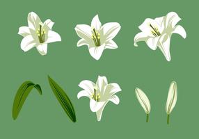 【百合花圖案】精選31款百合花圖案下載,百合花圖騰免費推薦款 【百合花圖案】精選31款百合花圖案下載,百合花圖騰免費推薦款