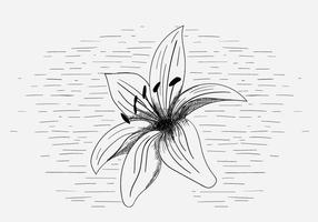 【百合花圖片】34套 Illustrator 百合花圖案下載,百合花圖騰推薦款 【百合花圖片】34套 Illustrator 百合花圖案下載,百合花圖騰推薦款