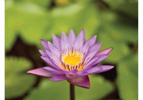 【百合花圖案】精選31款百合花圖案下載,百合花圖騰免費推薦款 【百合花圖案】精選31款百合花圖案下載,百合花圖騰免費推薦款