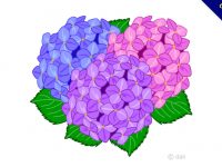 【繡球花圖片】精選10款繡球花圖片下載，繡球花插畫免費推薦款
