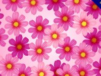 【菊花圖片】精選15款菊花圖片下載，菊花圖案免費推薦款