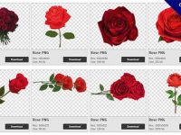 【玫瑰花PNG】精選359款玫瑰花PNG圖檔素材下載，免費的玫瑰花去背圖檔