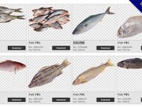 【魚PNG】精選117款魚PNG點陣圖素材包下載，完全免去背的魚圖片