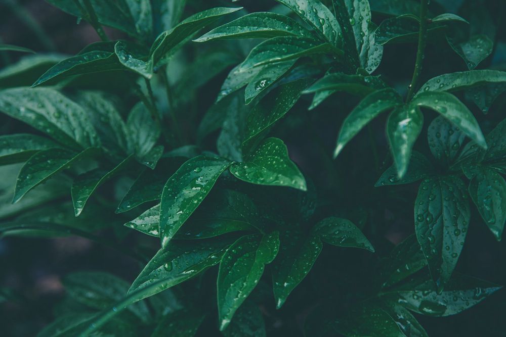 下雨圖 【下雨圖】20張有情感的下雨圖片下載,雨滴感覺很美