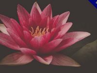 【蓮花圖片】31張超美的蓮花圖片素材下載