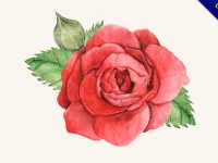 【玫瑰素材】玫瑰推薦：28個可愛的玫瑰花素材下載