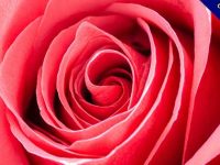 【玫瑰花圖】31張超美的玫瑰花圖片下載