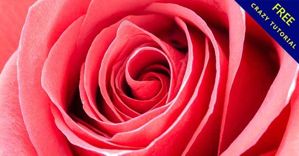 【玫瑰花圖】31張超美的玫瑰花圖片下載 【玫瑰花圖】31張超美的玫瑰花圖片下載