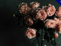 【玫瑰花桌布】壁紙推薦：50張超美的玫瑰花電腦桌布下載
