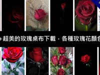 800張+超美的玫瑰桌布下載，各種玫瑰花顏色都有