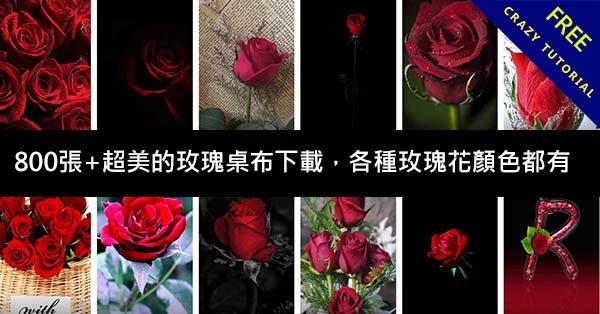 800張+超美的玫瑰桌布下載,各種玫瑰花顏色都有 800張+超美的玫瑰桌布下載,各種玫瑰花顏色都有