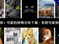 2000張+ 可愛的動物桌布下載，各種可愛動物都有