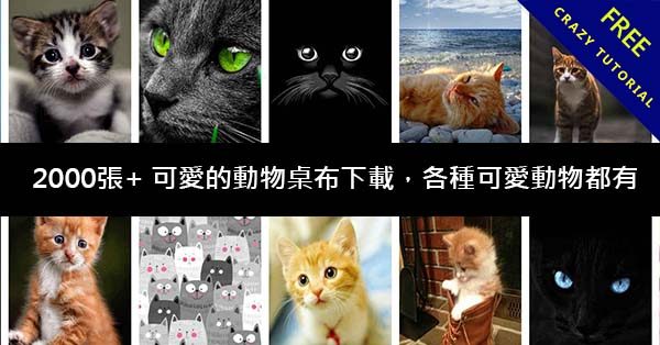 2000張+ 可愛的動物桌布下載,各種可愛動物都有 2000張+ 可愛的動物桌布下載,各種可愛動物都有