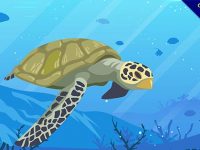 【海龜q版】海龜推薦：25個可愛的海龜q版圖下載