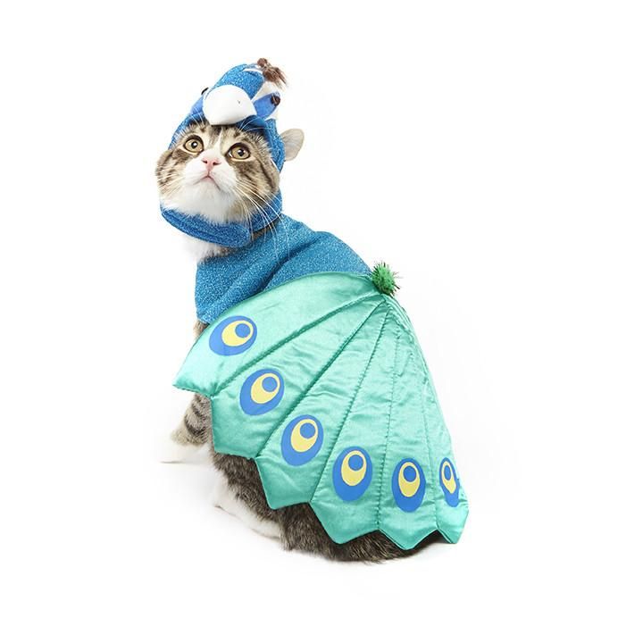 萬聖節貓咪服裝 萬聖節貓咪裝扮